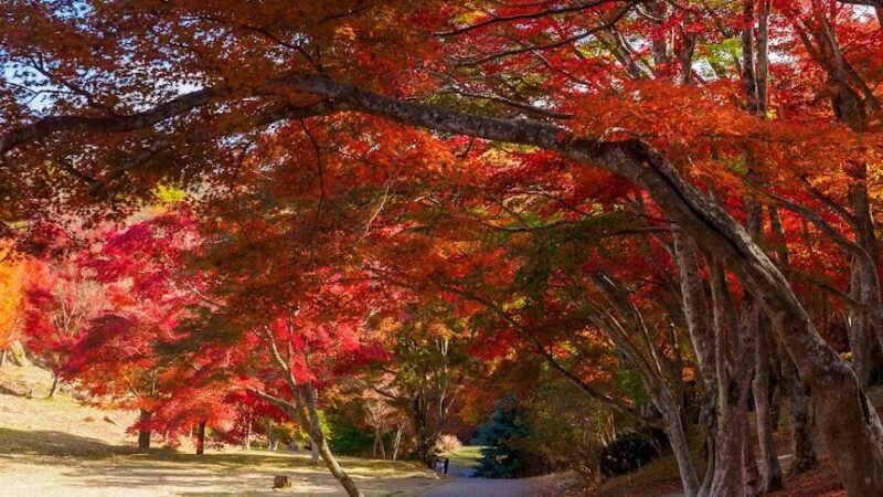 修善寺 虹の郷・もみじ林の紅葉