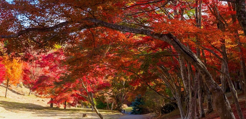 修善寺 虹の郷・もみじ林の紅葉