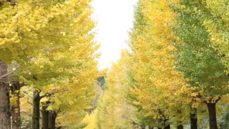 駿河平大通り（静岡県）