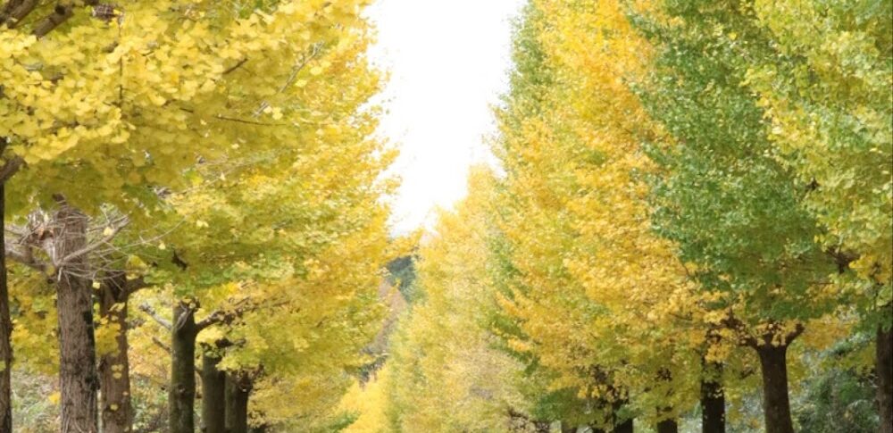 駿河平大通り（静岡県）