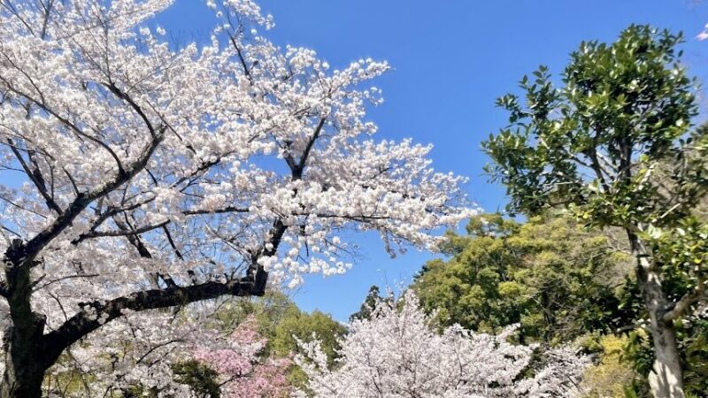 五月山公園（大阪府池田市）