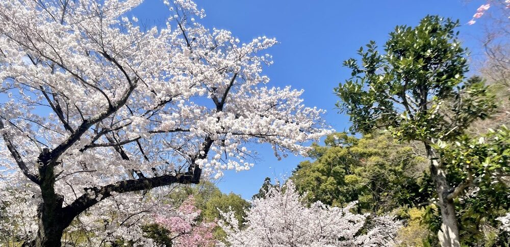 五月山公園（大阪府池田市）