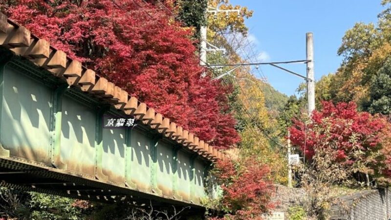 もみじのトンネル（京都府）