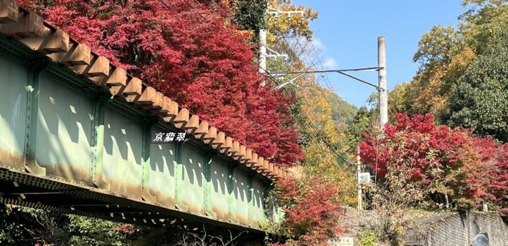 もみじのトンネル（京都府）
