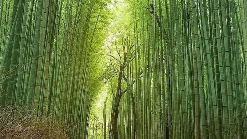 嵐山（京都府）