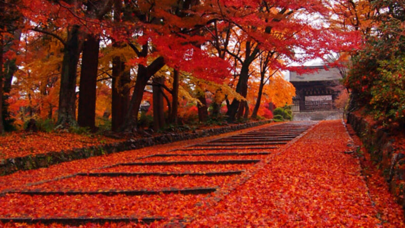 毘沙門堂（京都府）