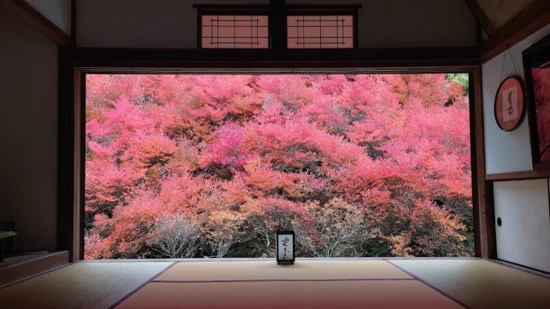 但馬安國禅寺のドウダンツツジ