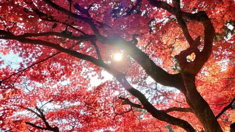 安泰山 大國寺（兵庫県丹波篠山市）