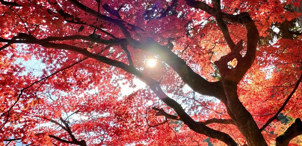 安泰山 大國寺（兵庫県丹波篠山市）