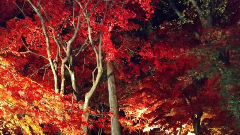 最上山公園 もみじ山（兵庫県）