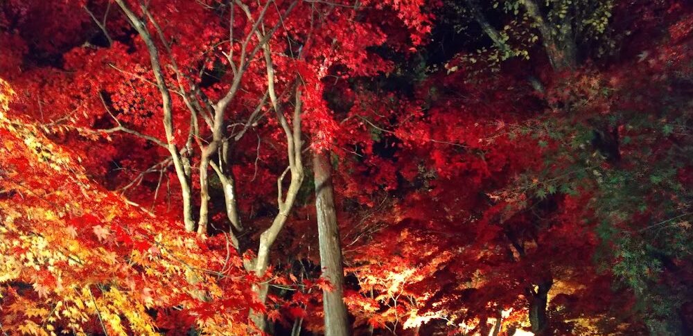最上山公園 もみじ山（兵庫県）