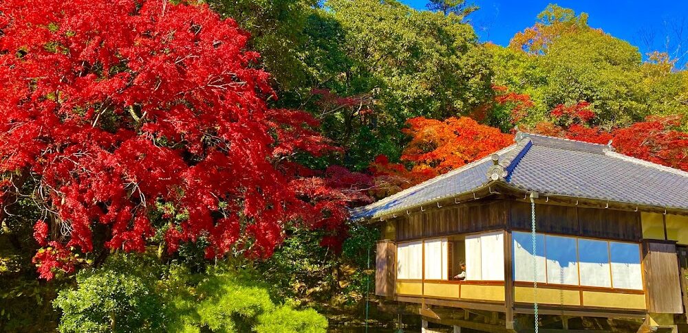 龍野公園 紅葉谷・聚遠亭の紅葉