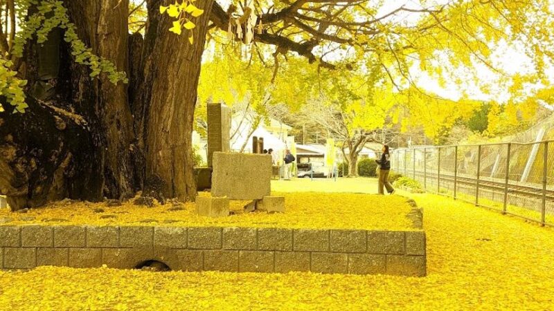 佐用の大イチョウ（兵庫県）