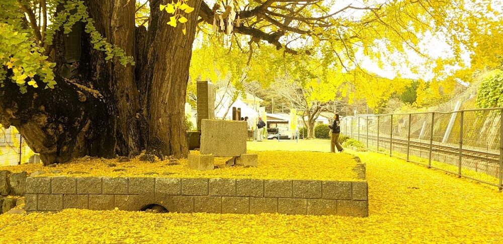 佐用の大イチョウ（兵庫県）