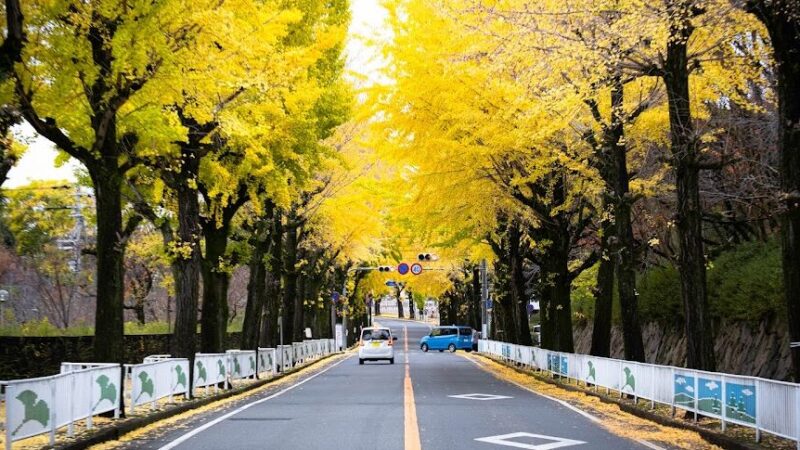 天理市イチョウ並木（奈良県）