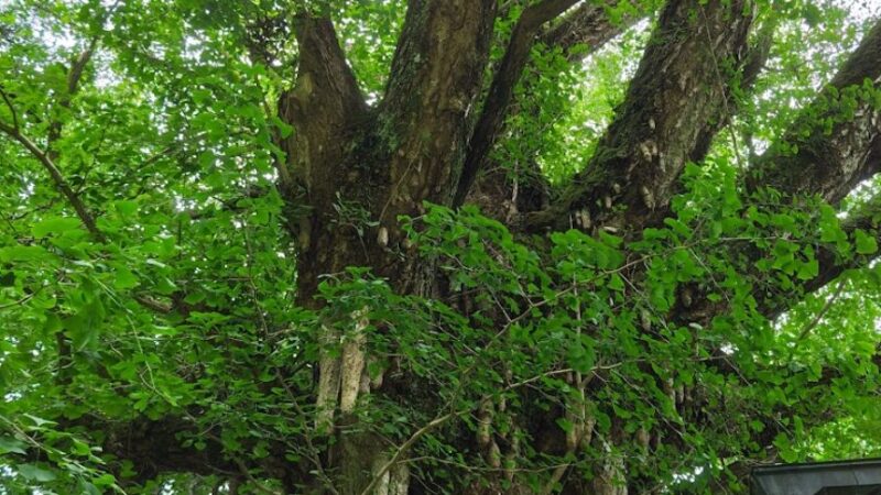 戒長寺（奈良県宇陀市）