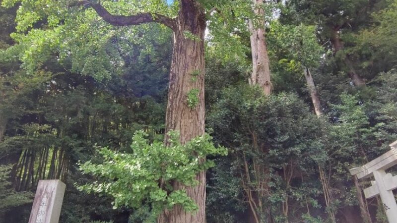 門僕神社の御葉付イチョウ（奈良県）