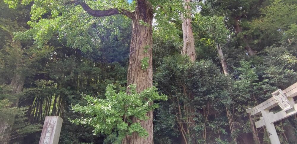 門僕神社の御葉付イチョウ（奈良県）