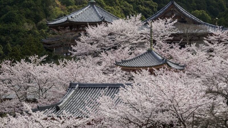 壷阪寺（奈良県）