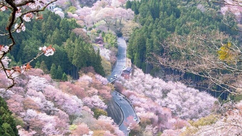 吉野山・上千本（奈良県）