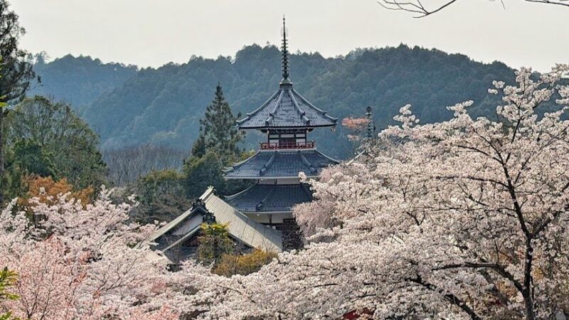 吉野山・下千本