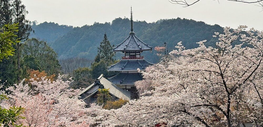吉野山・下千本