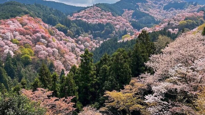 吉野山・中千本（奈良県）