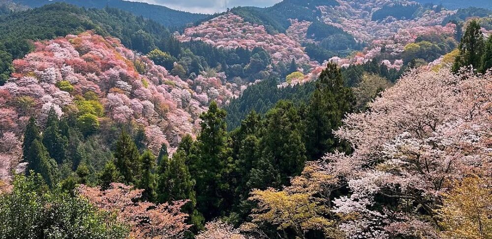吉野山・中千本（奈良県）