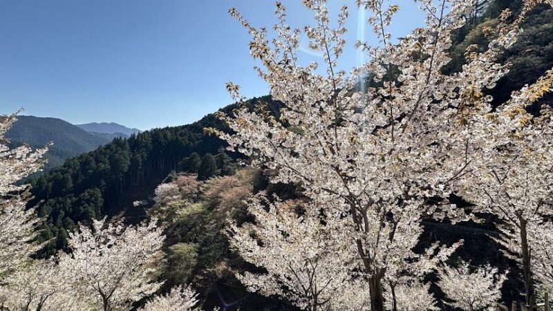 吉野山・奥千本（奈良県）