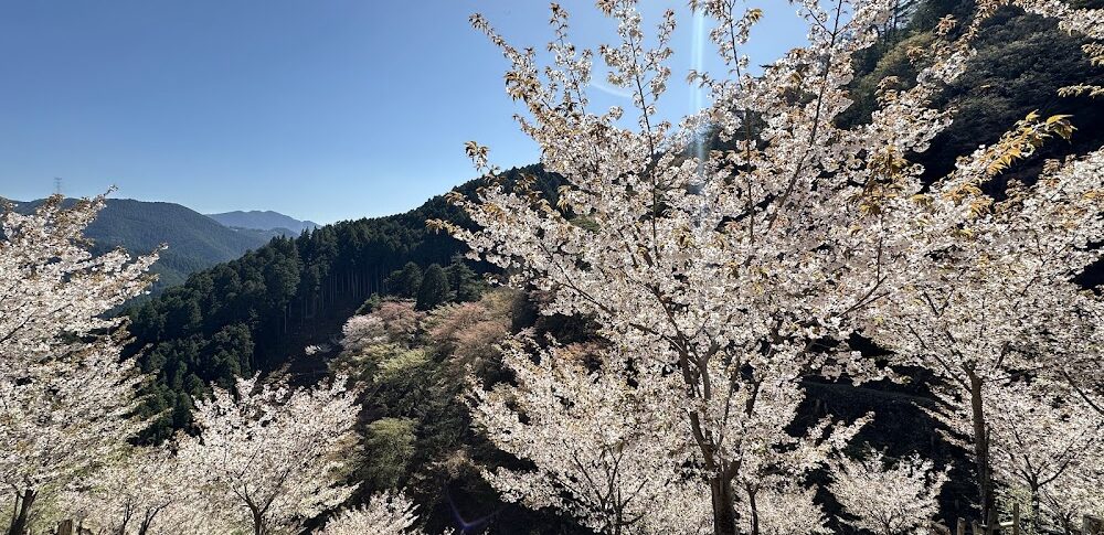 요시노산·오쿠센본(나라현)
