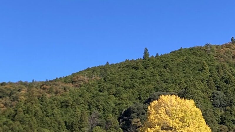 福定の大銀杏（和歌山県）