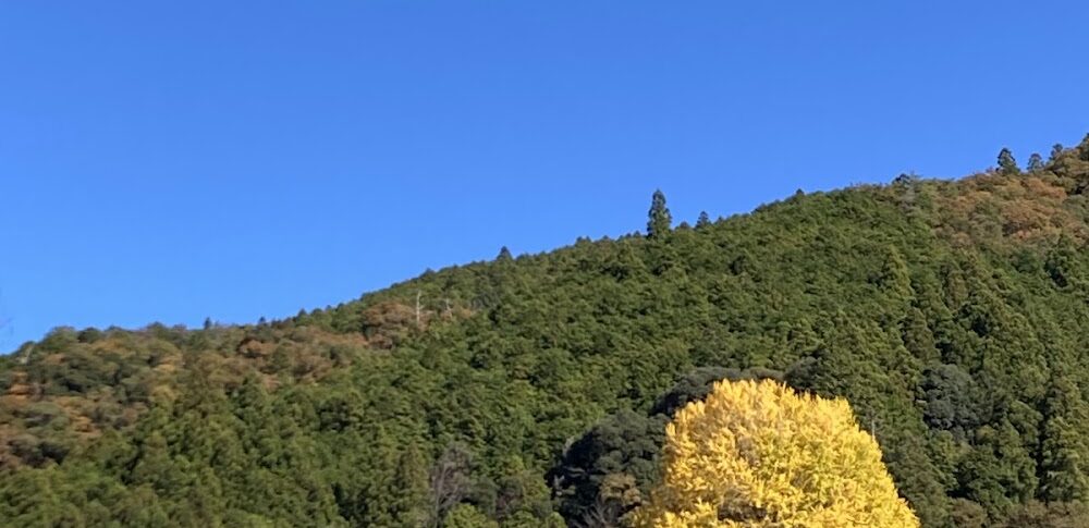 福定の大銀杏（和歌山県）